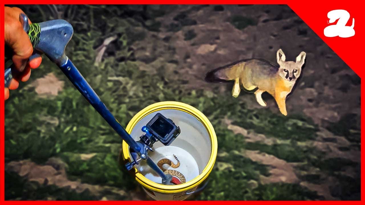 A Fox Tries to Eat My Rattlesnake