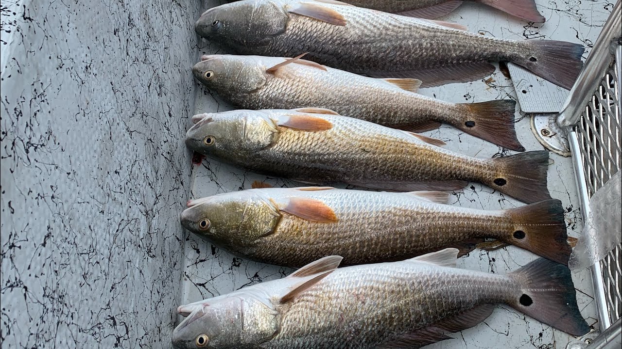 3 man redfish limit : Port Mansfield Texas (FROM BOAT)