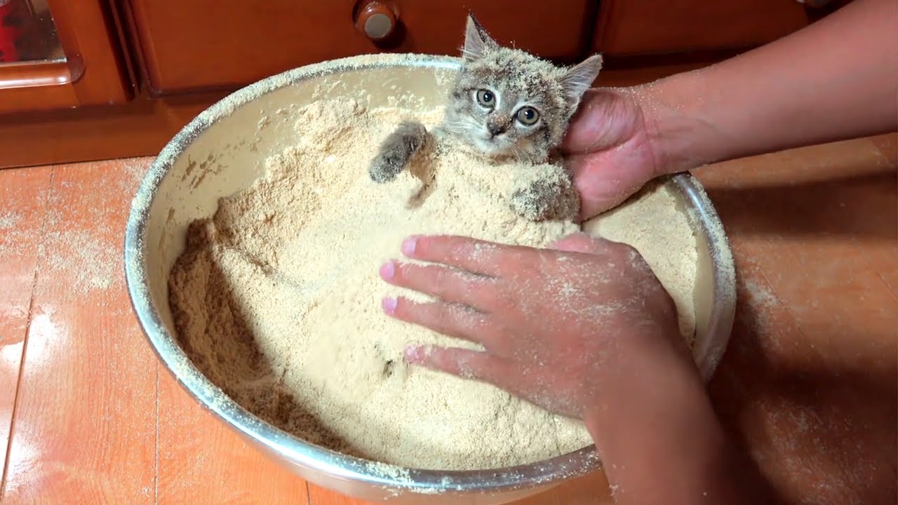 GATITO CON ARROZ