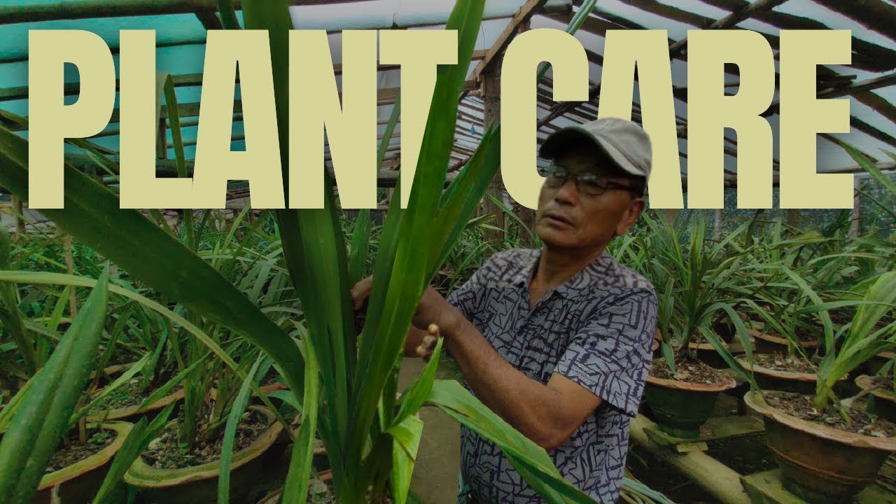 Cymbidium Orchids Care - Tips and Tricks