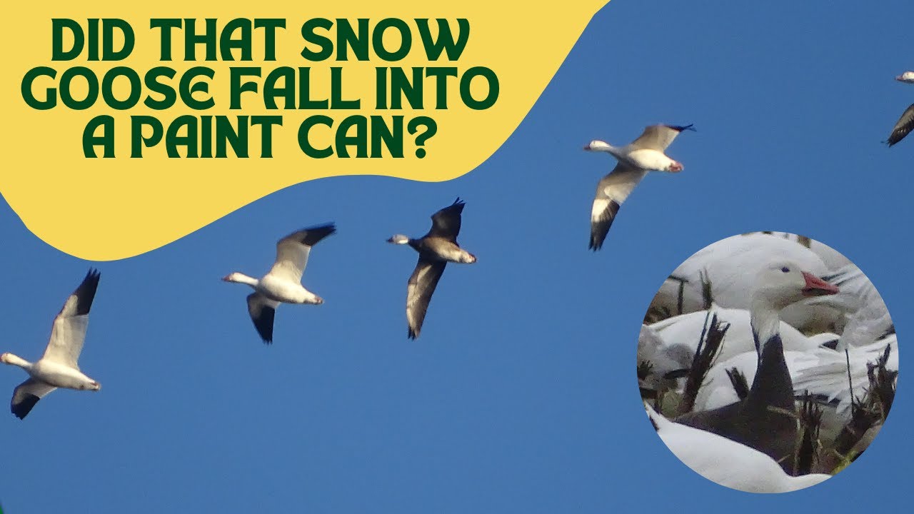 Check Out The Blue Morph Snow Goose!