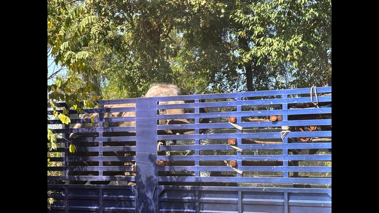 เจ้าสาวมาแล้วจ้า