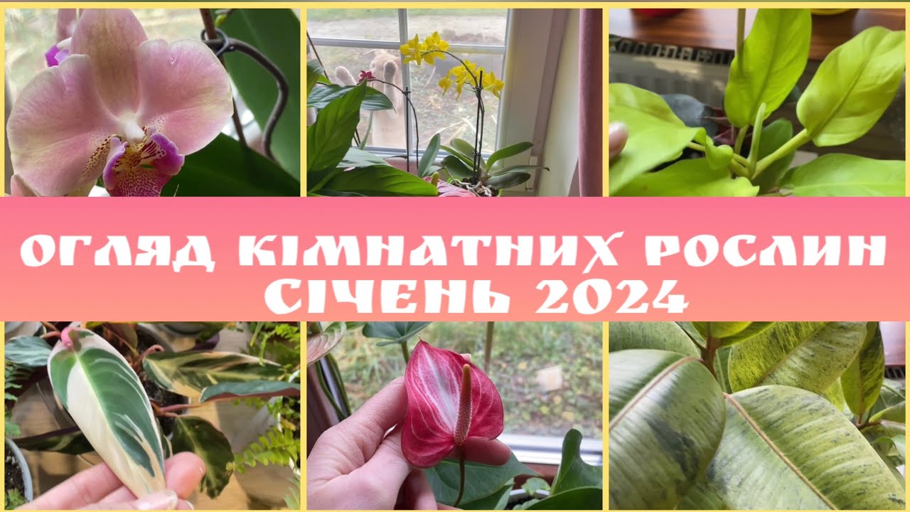 Огляд моїх КІМНАТНИХ РОСЛИН 🪴🌺Чи всі вижили?🧐