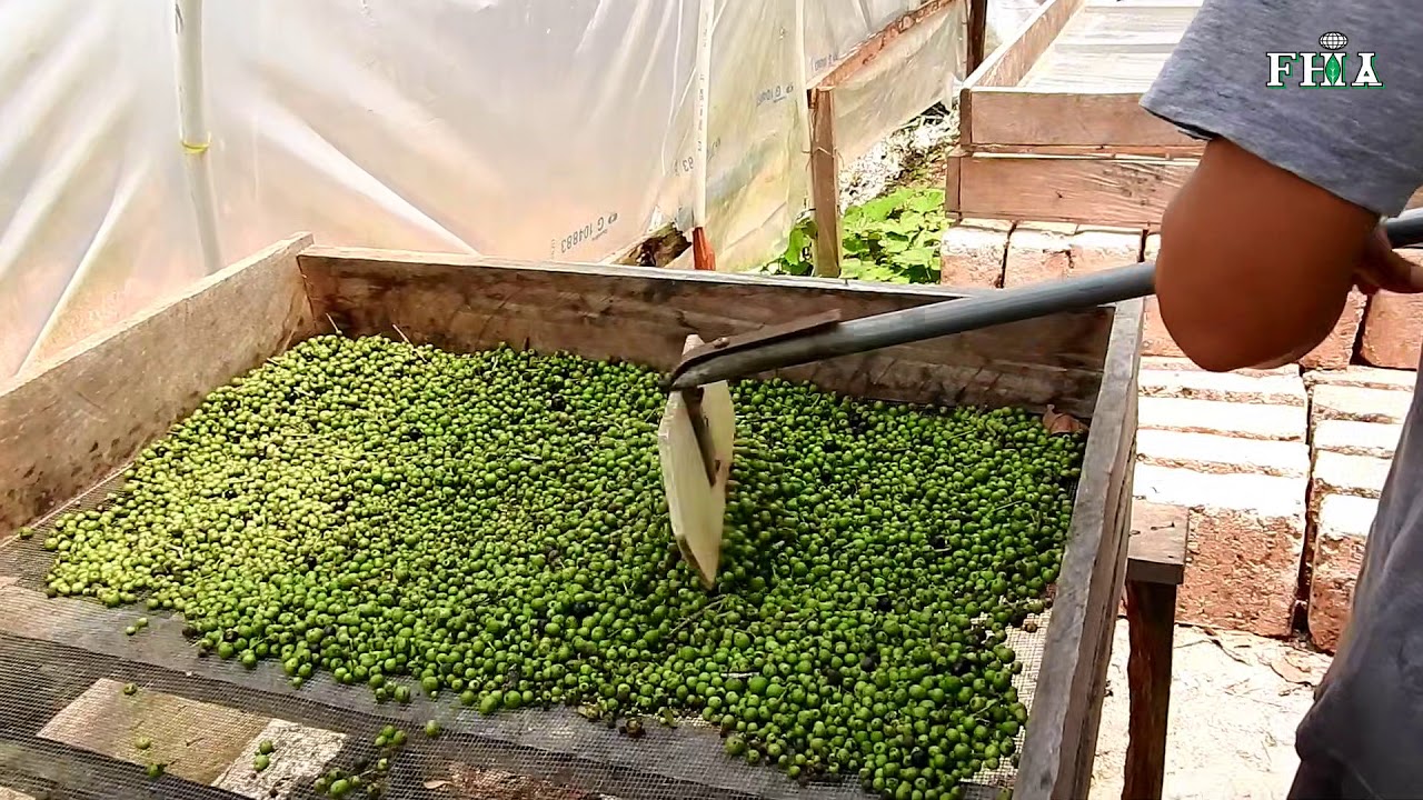 CURSO PRODUCCI&Oacute;N DE PIMIENTA GORDA