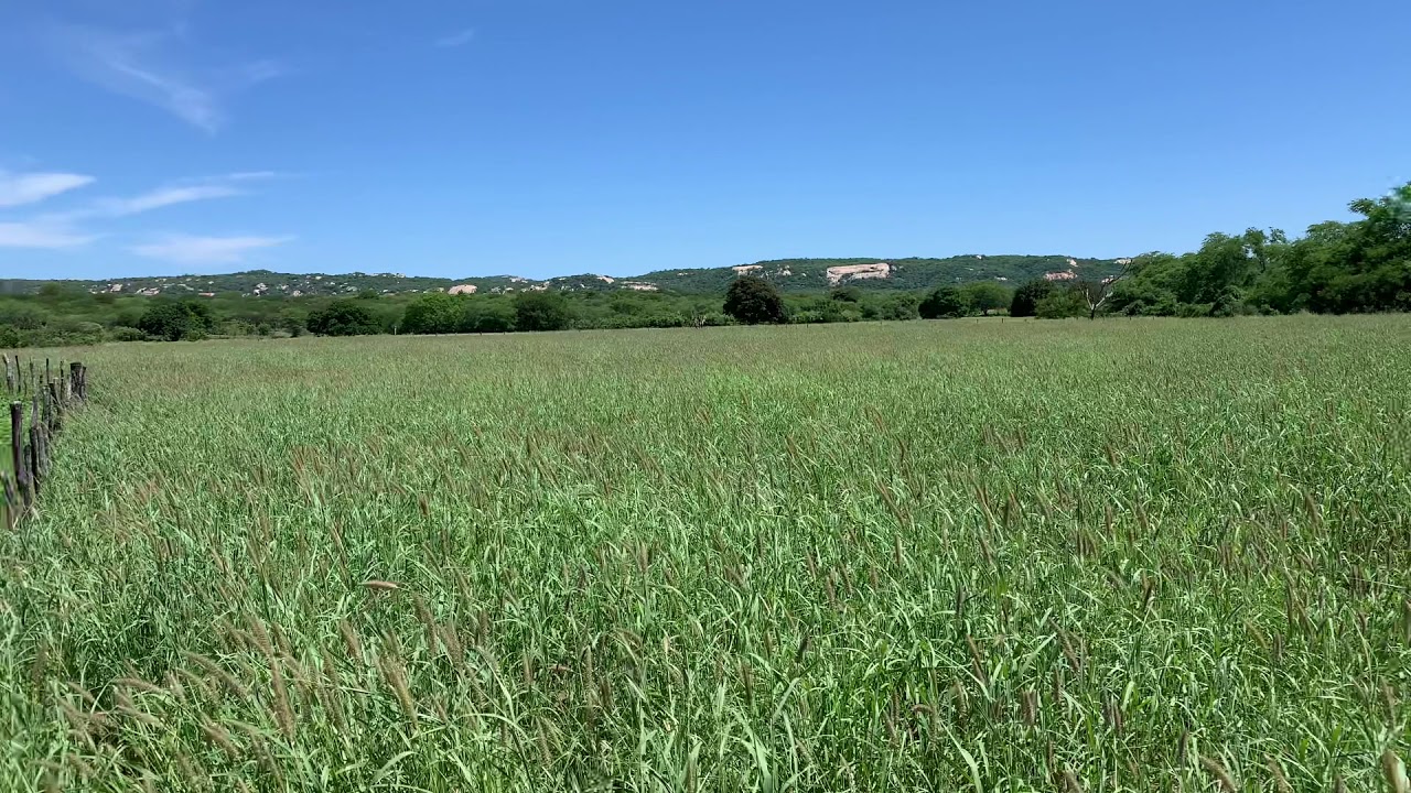 Campo de buffel biloela , 32 dias após 1ª chuva , menos de 100 mm acumulados até o momento.