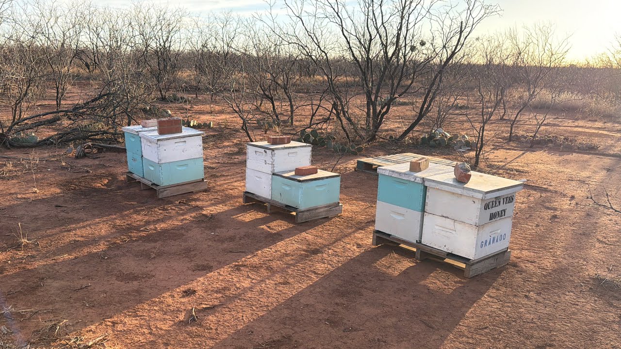 Last of the bee yards. Winter checks. Upcoming beekeeping season 