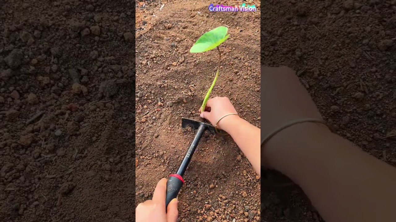 High quality taro planting methods