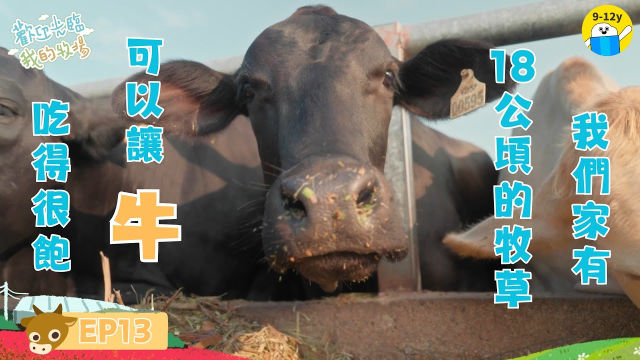 牛🐂歡迎光臨我的牧場 EP13│小公視│我們家有18公頃的牧草  可以讓牛吃得很飽🐂▸▸ 12歲男孩的黃牛場生活