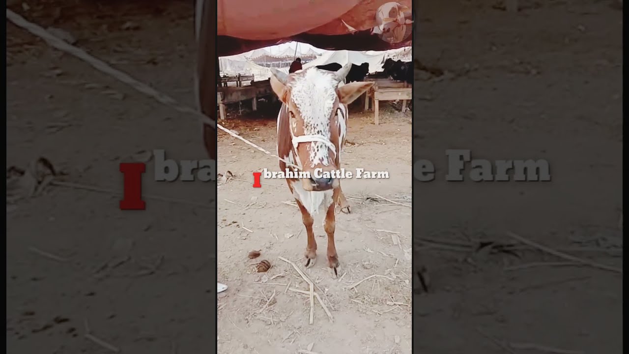Red and White Cow for Bakra Eid 2022 Qurbani , #shorts , cow market , Ibrahim cattle farm