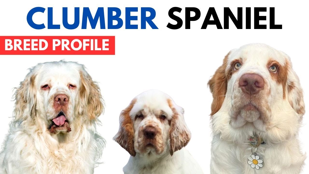 Clumber Spaniel Breed Profile History - Price - Traits - Clumber Spaniel Grooming Needs - Lifespan