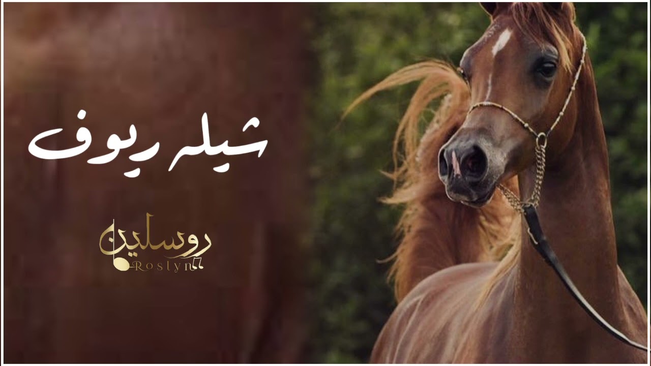 شيله ريوف 2023 ll تنفيذ بالاسماء 0509977620