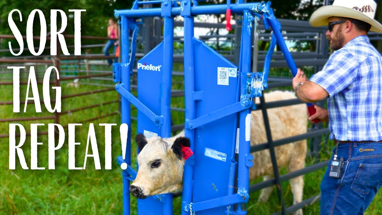 From Chaos to Order: Sorting Cattle and Sheep on a Small Farm