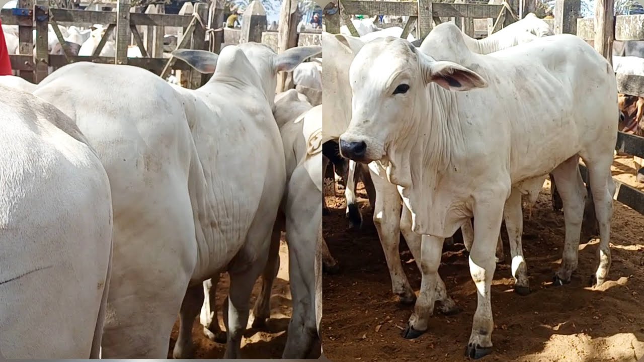 FEIRA DE GADO DE CAMPO GRANDE-AL 20/12/2025#gado #nordeste 