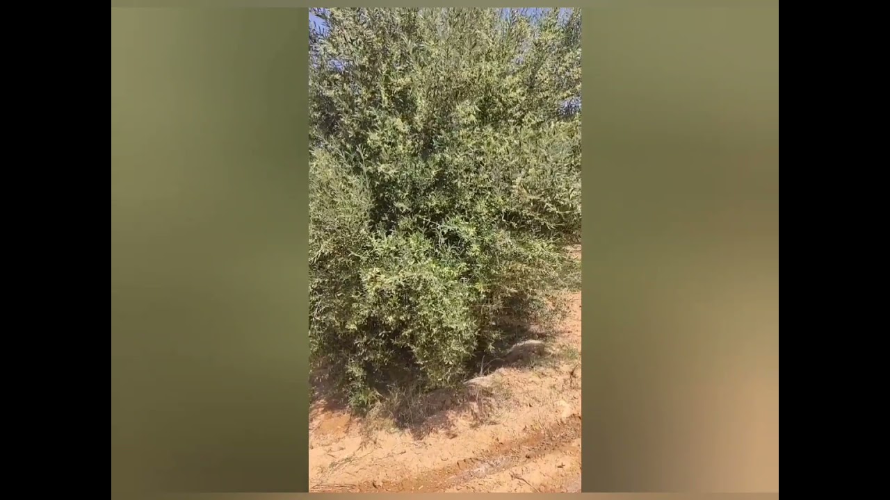 الحشرة القطنية أو حشرة البسيلا طرق المكافحة