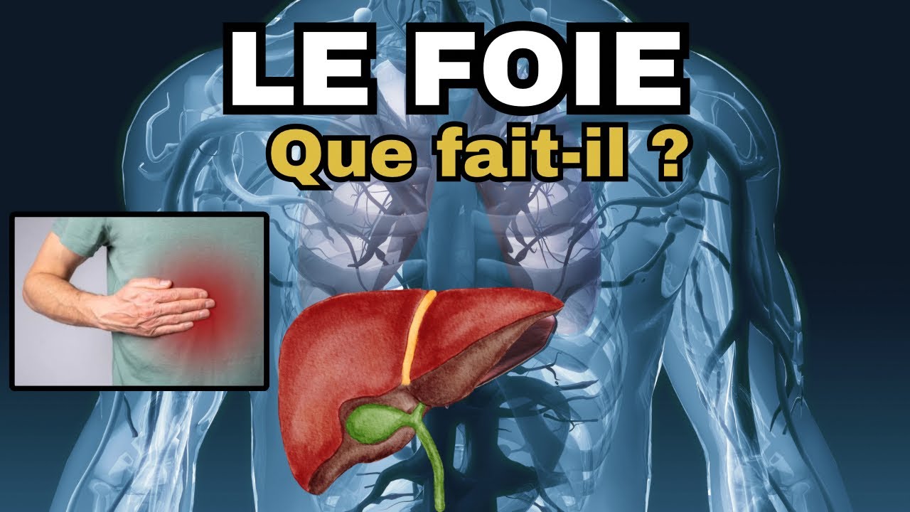 Le Foie - Tout savoir sur cet organe et comment le prot&eacute;ger