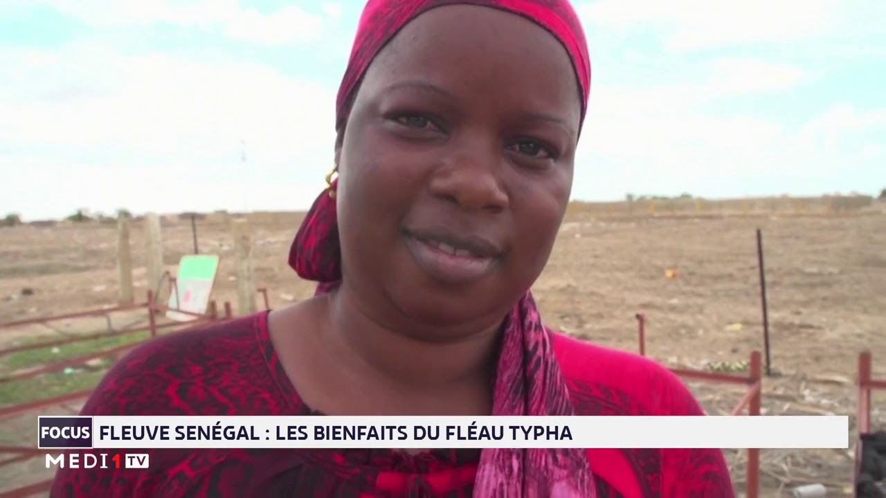Fleuve Sénégal : les bienfaits du fléau Typha
