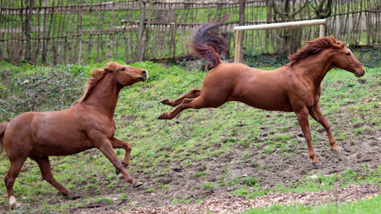 Love Is Stubborn 💜 | Grace Covenant Presbyterian Church | January 18, 2026