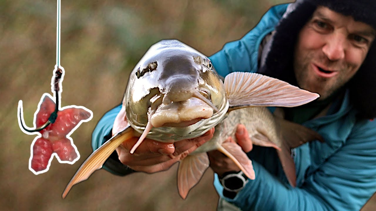 How to catch big BARBEL on maggots? Feeder fishing Trent