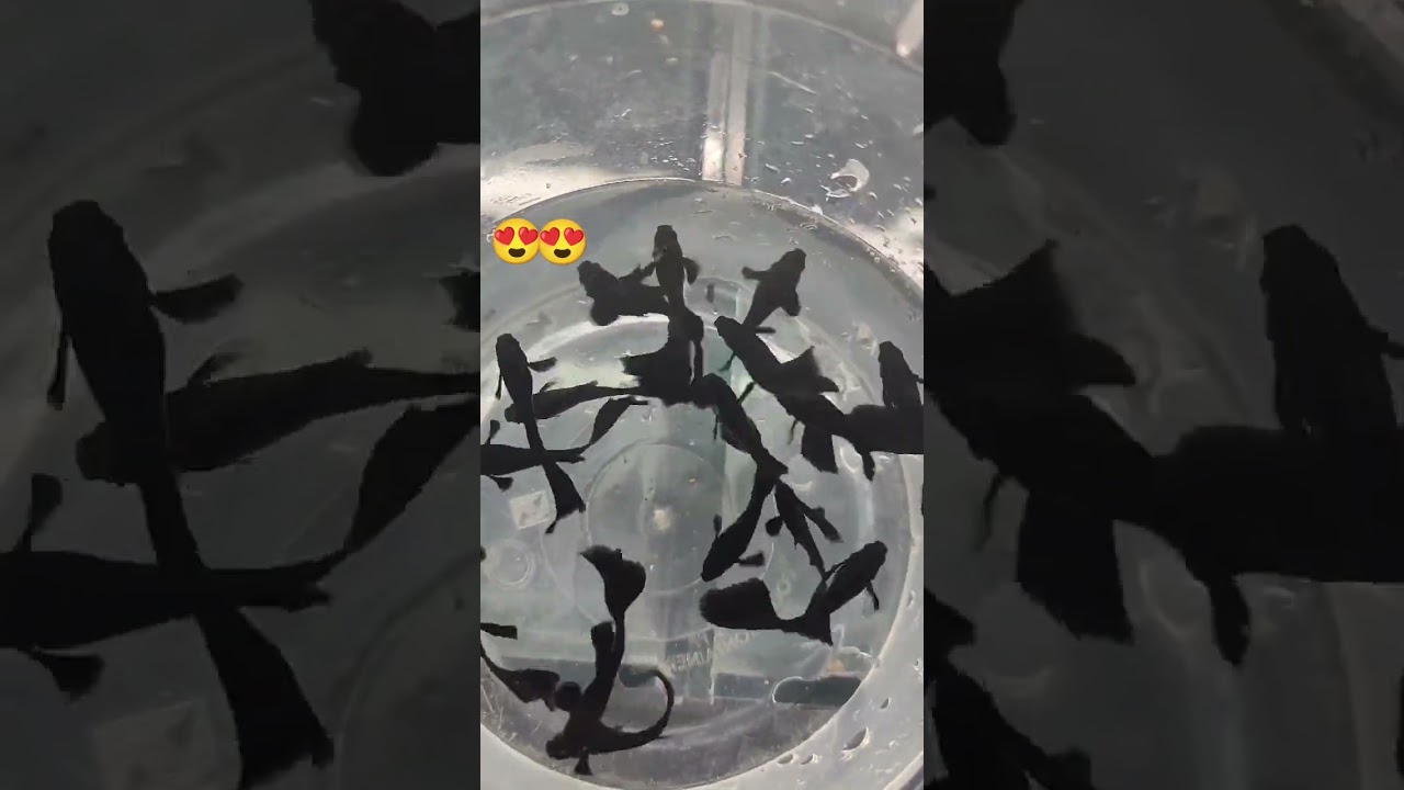 Different Types of Guppy Fish || Unique black GuppyFish 🐠🐠