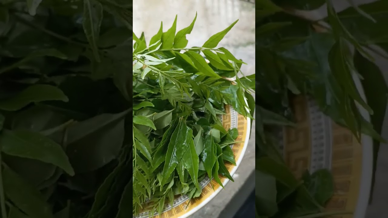 curry leaves helps for liver protection