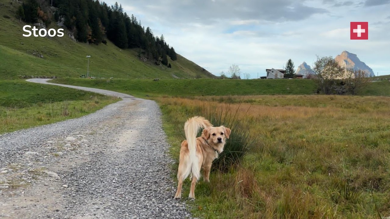 Alpine Dog Walk Part 3 / Quiet Mountain Trail (Relaxing Music, no talking)
