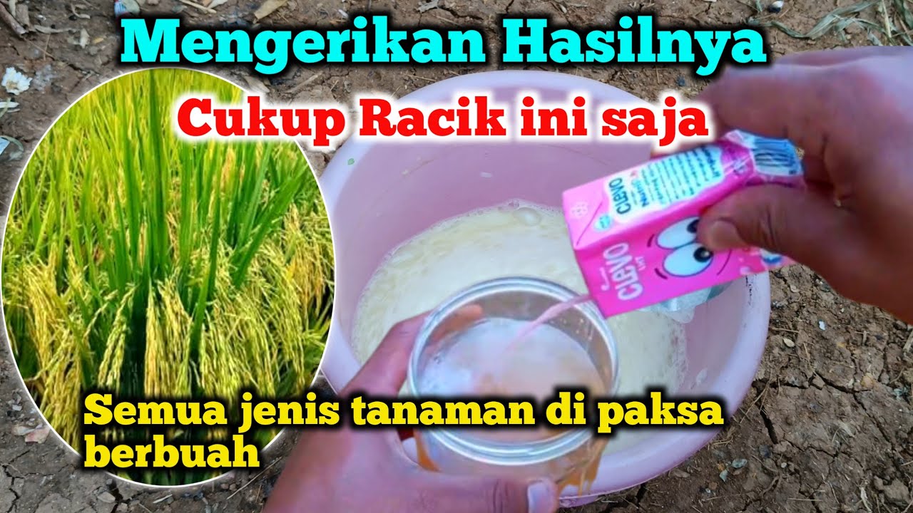 Hasilnya Bikin merinding Cara agar tanaman tumbuh subur berbuah lebat