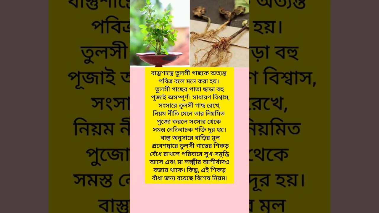 বাস্তুশাস্ত্রের টিপস। তুলসী গাছের টোটকা। 
