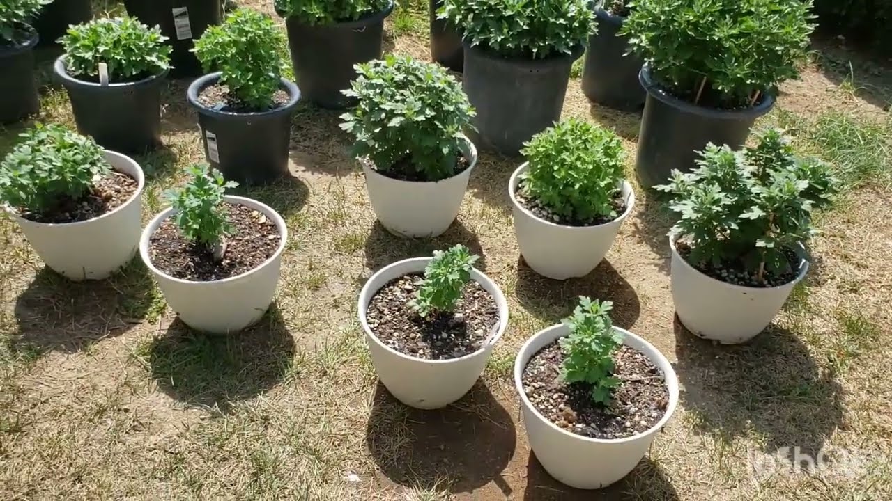 8月半ばのドーム菊たち