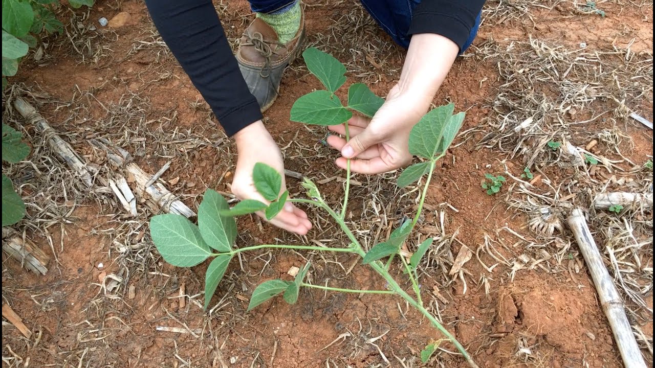What Stage are my Soybeans in - R1-R3?