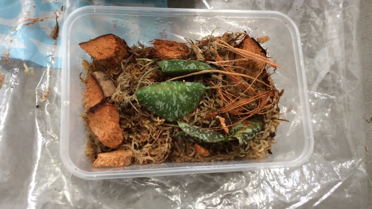 The Hidden Lives of Hoya Imbricata - Part II