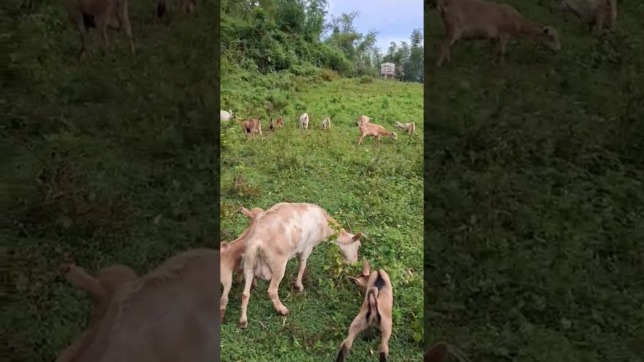 Daily Life of a Farmer (11)Pastulan q ng mga alagang Kambing