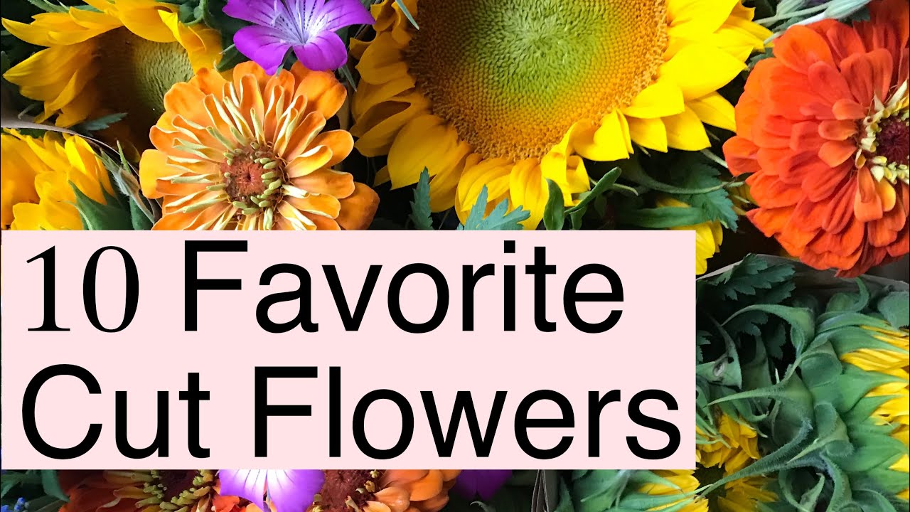 Best Cut Flowers | PepperHarrow Farm