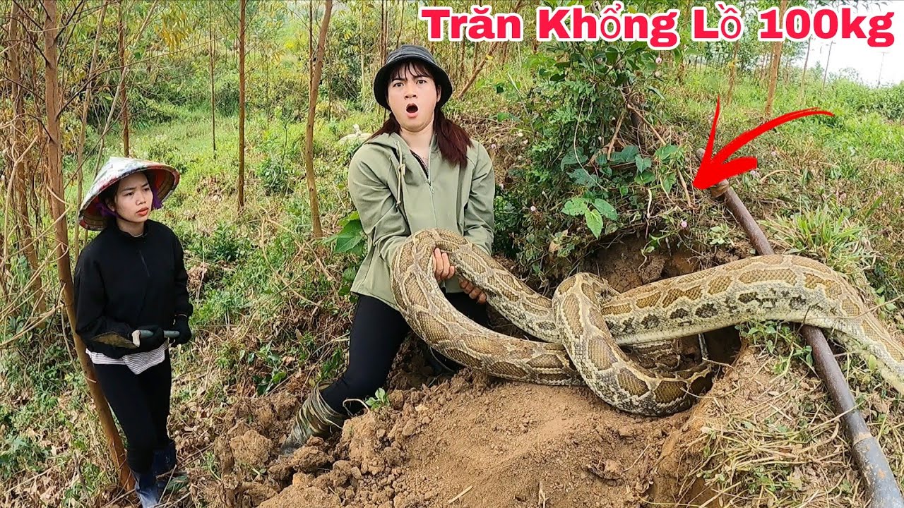 Cô Gái Hoảng Sợ Kêu Cứu Khi Phát Hiện 2 Con Trăn Vàng Khổng Lồ Đang Lột Xác Trong Rừng
