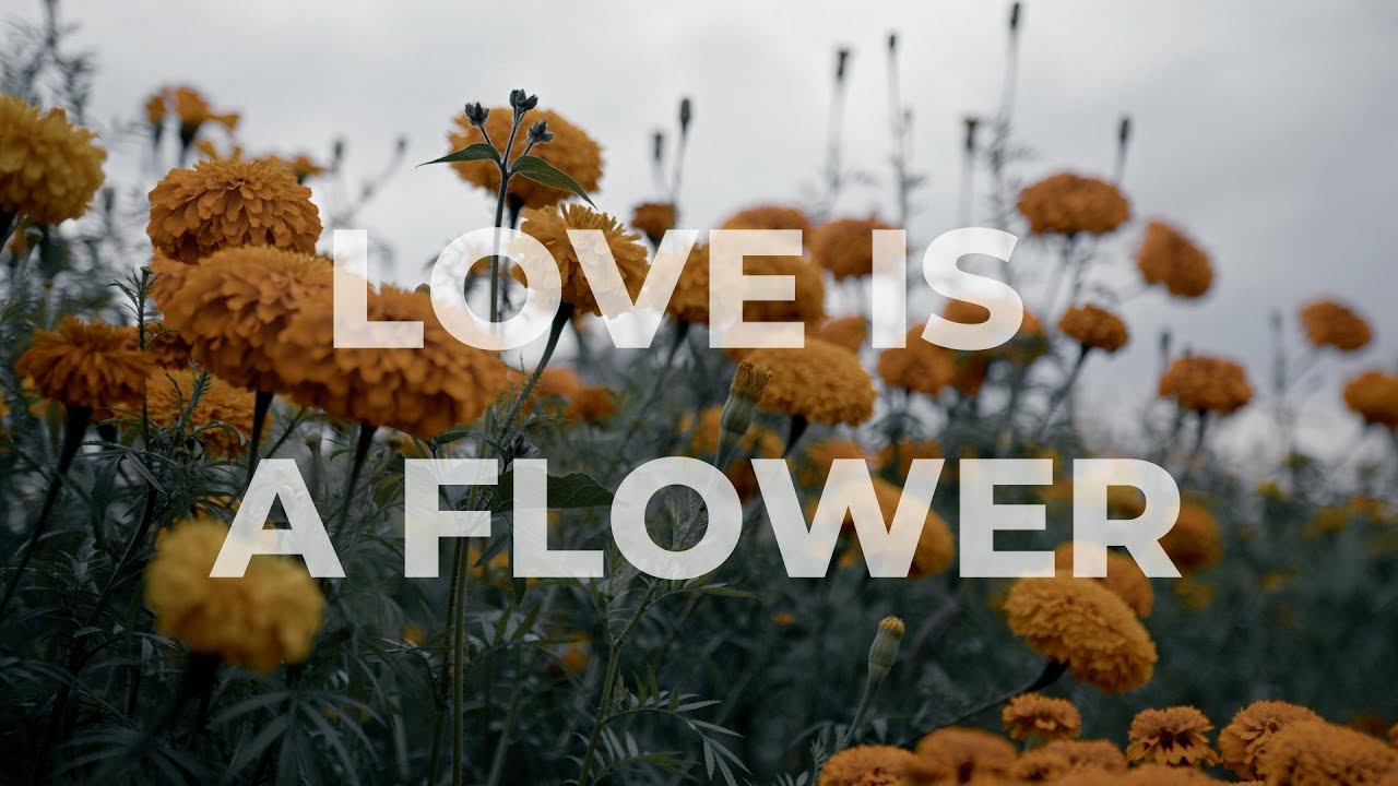 Love is a Flower (#jazzhop  #downtempo   #lofi  #dubreggae) | 愛は花、君はその種子 – 都はるみ (English #cover ) |