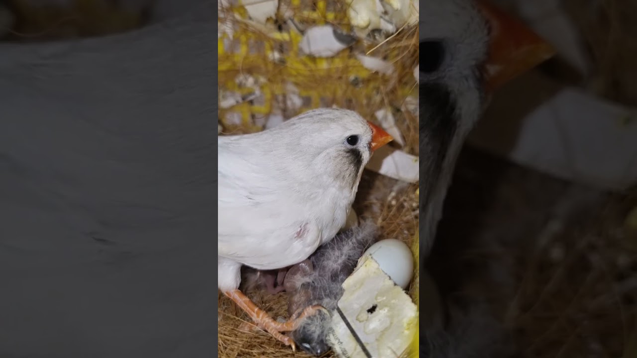 CFW BC #chicks #mutation #finch #zebrafinch #pets #animals #birds #birdnest #nest #breeding #shorts