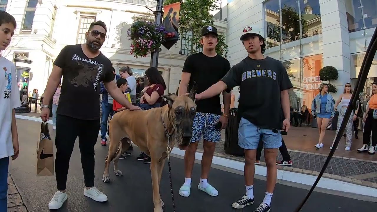 Cash 2.0 Great Dane at The Grove and Farmers Market in Los Angeles 16