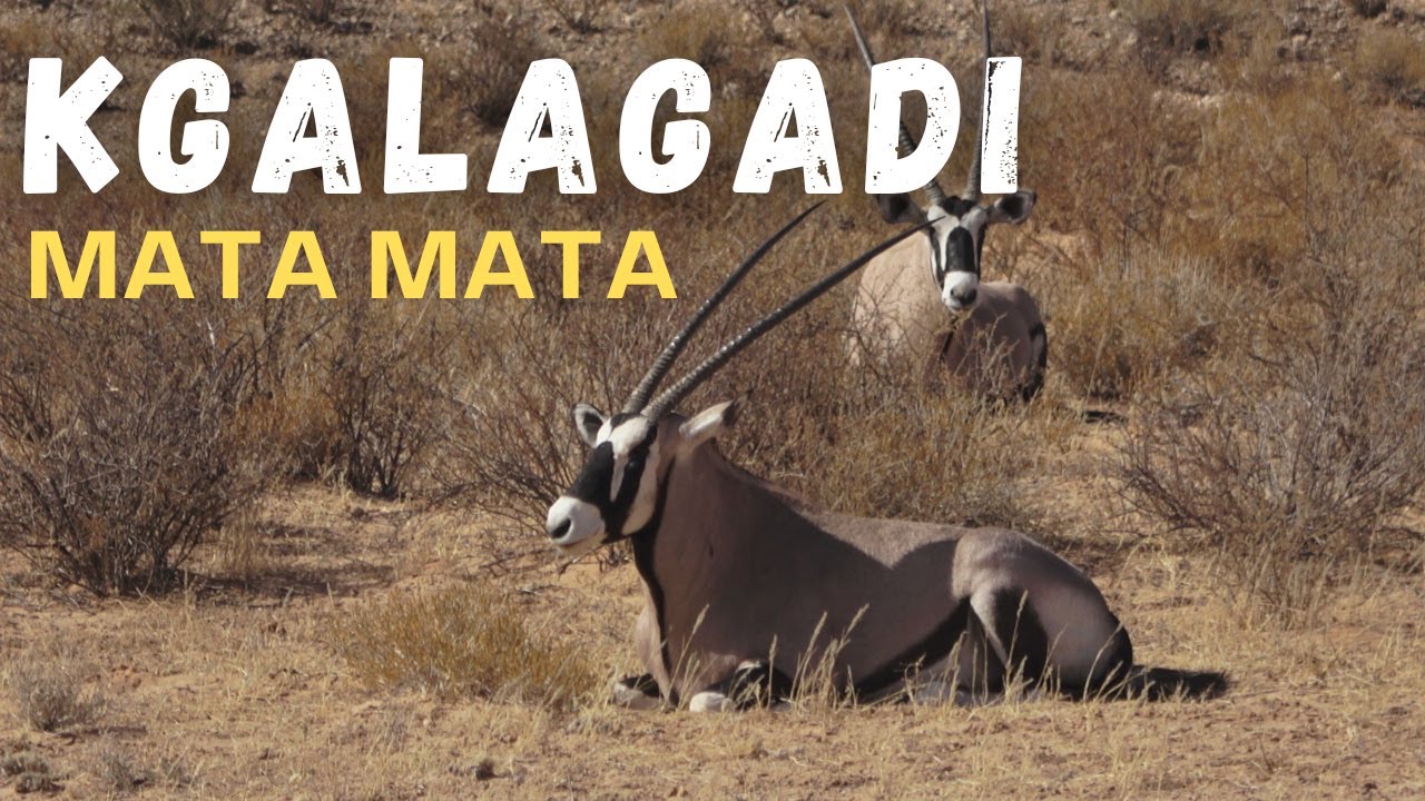 Mata Mata Camp - Kgalagadi