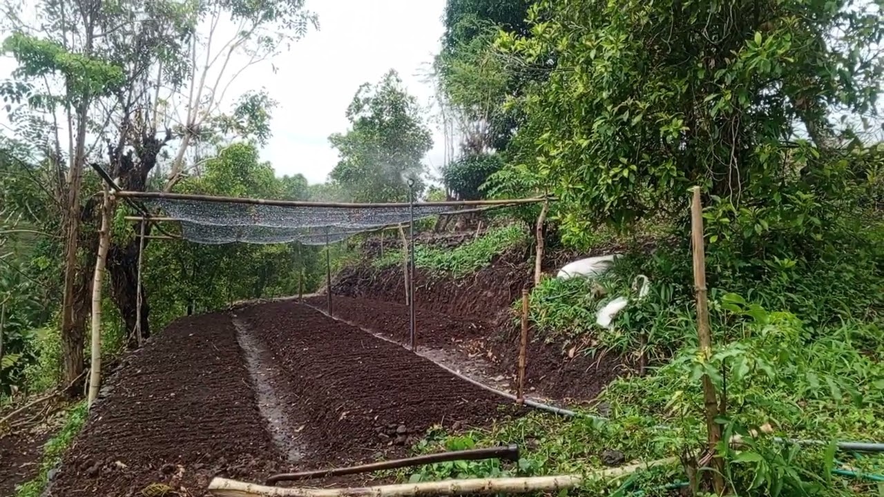 penyiraman bibit sebelum penutupan secara keselurahan #bibit #cabairawit #cabaiberlian #cabailokal 