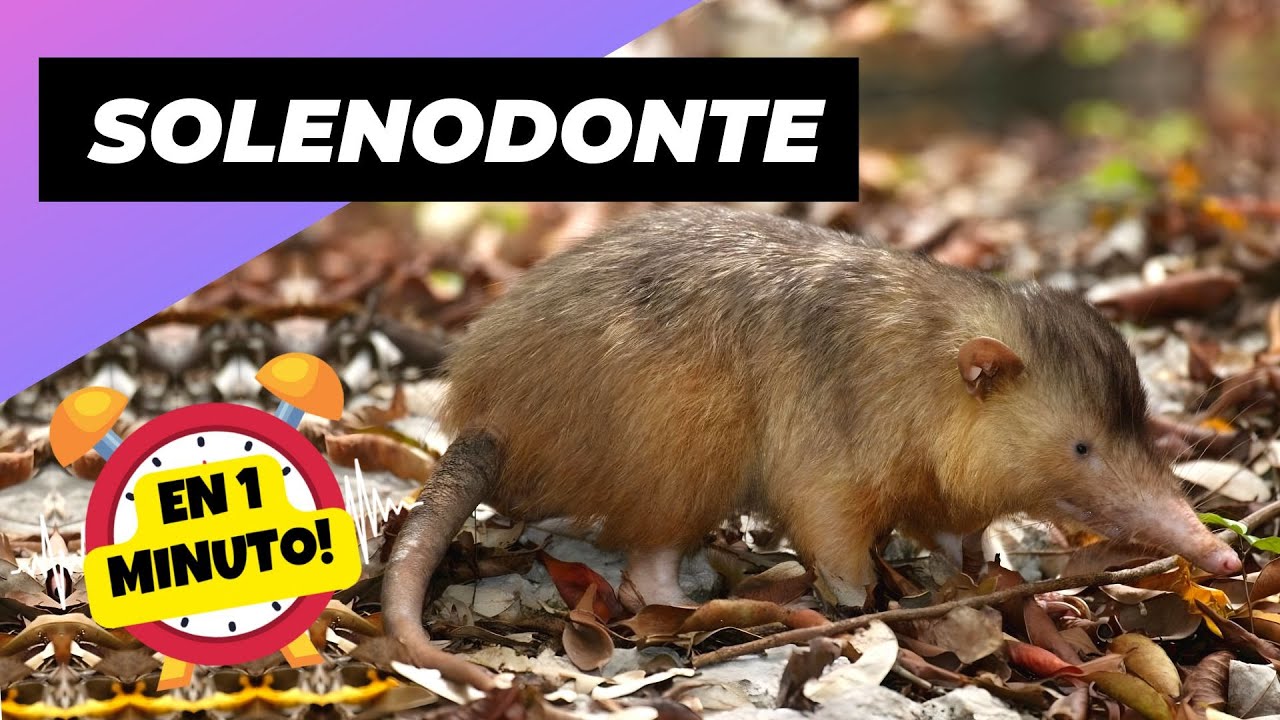 Solenodonte 💥 Mordida Mortal: Un Mam&iacute;fero Sorprendente! | 1 Minuto Animal