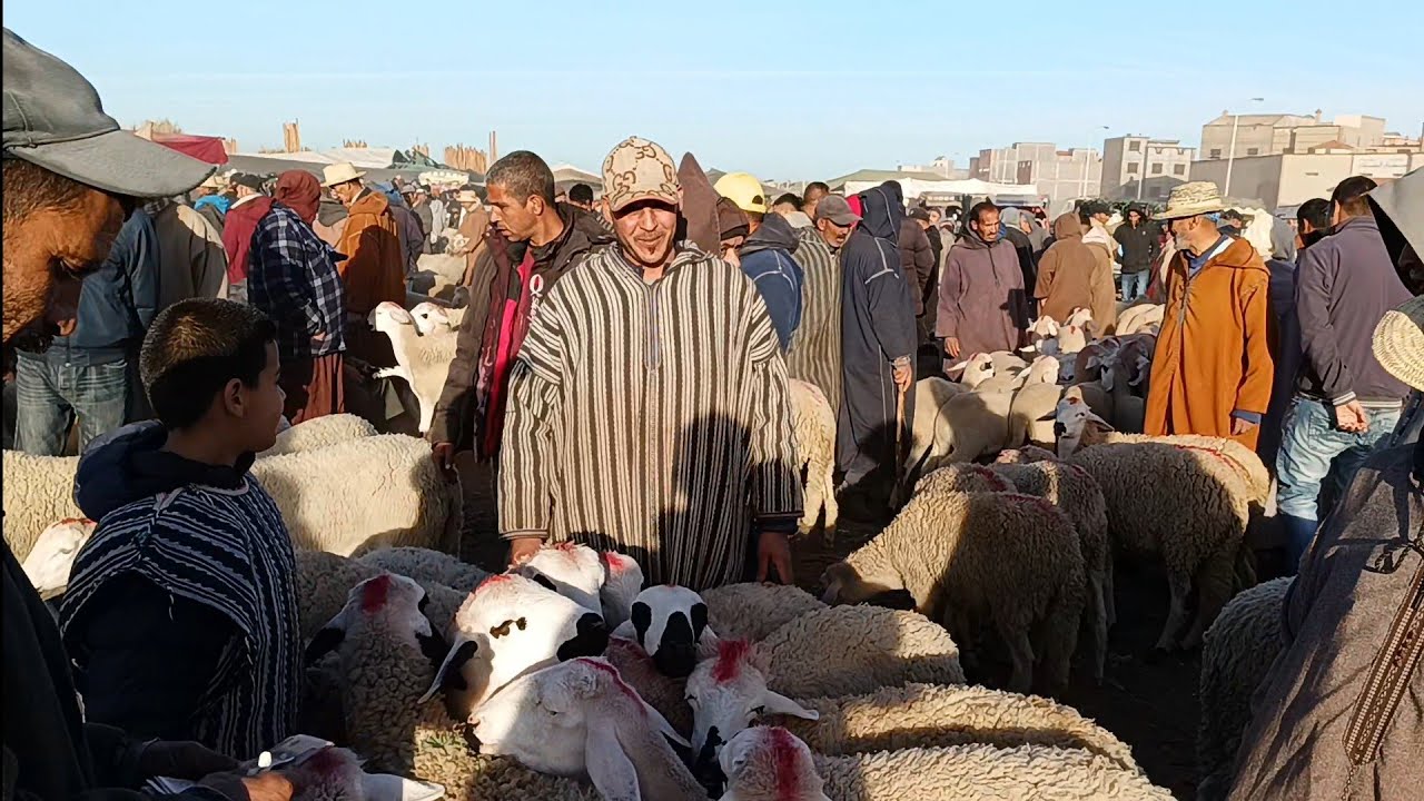 من سوق الأثنين قلعة السراغنة بتاريخ 2025/1/27 مع أتمنة خروف وخروفة والله يرحمنا برحمته الواسعه