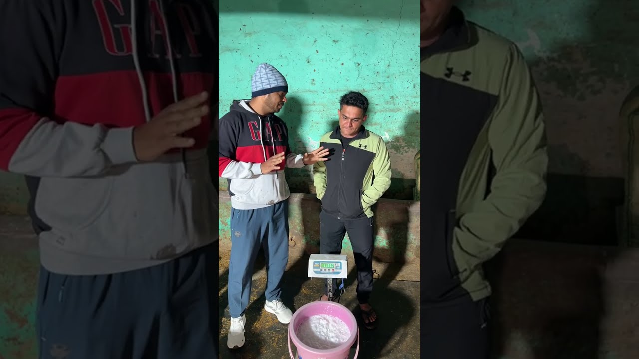 Live Milking 1st Time // Vicky Dehra 9991194478