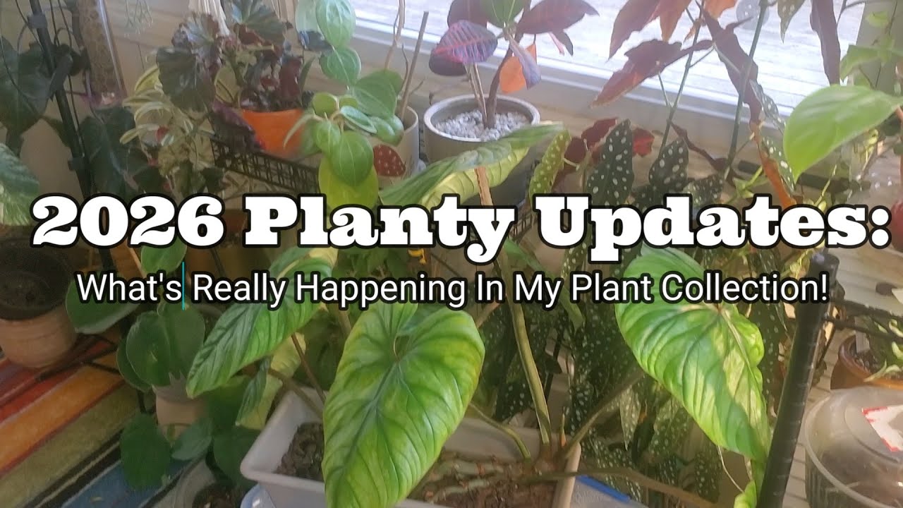 Planty Updates 2026