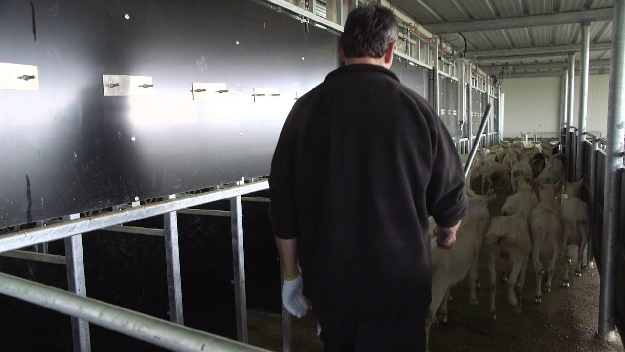 GEA Dairy Farming - Goat Herringbone Solution
