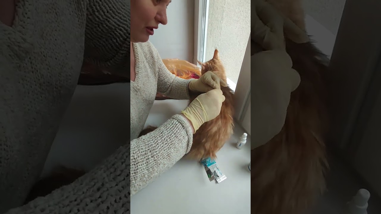 Быстро, эффективно и комплексно избавляем питомца от паразитов