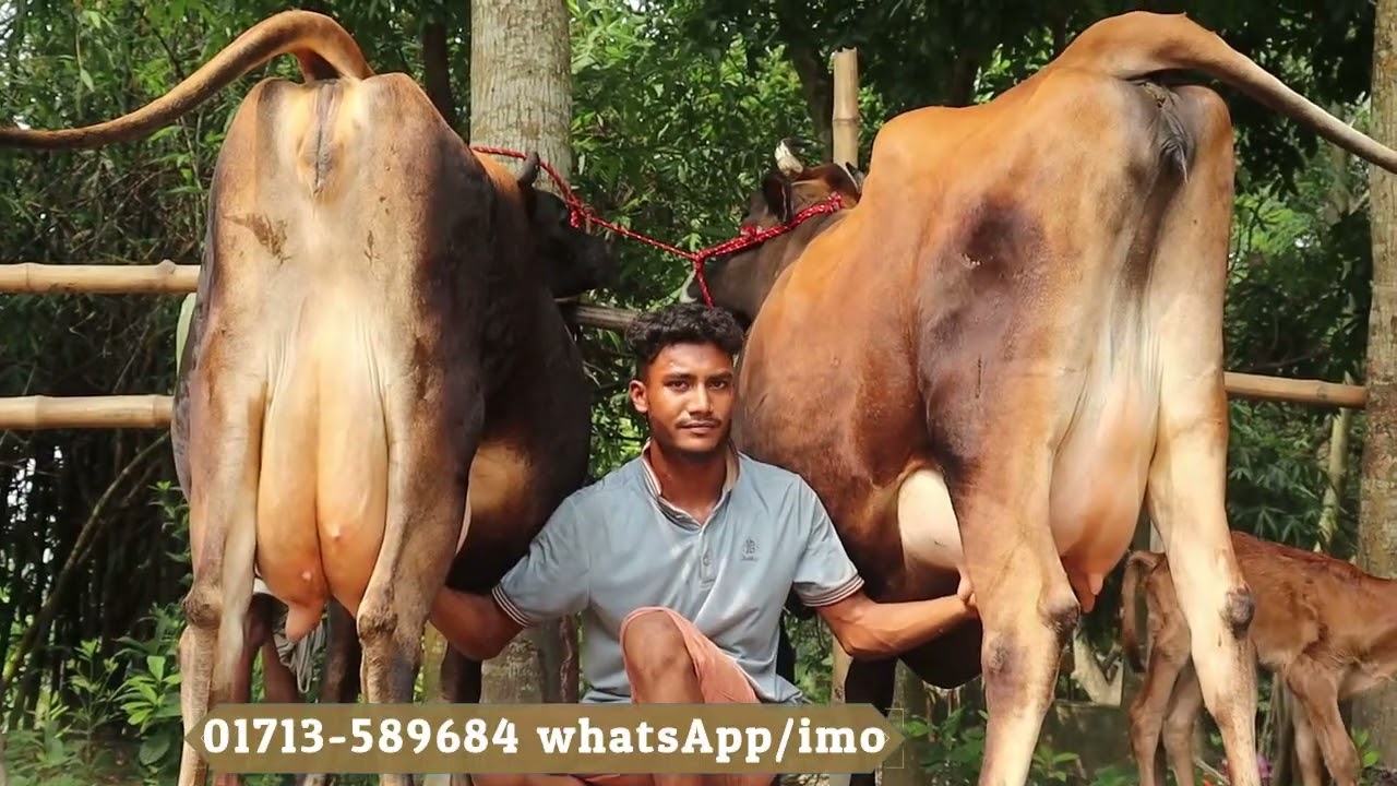 ৫৫ লিটারের বাঘাবাড়ি মিল্ক ভিটার অরিজিনাল জার্সি গাভিন, বাংলাদেশর একজন ক্রস  দেখালে গাভী ফ্রী।