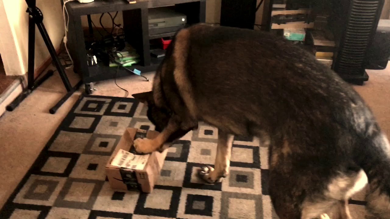 Smart DDR German Shepherd Couldn’t Wait To Open His Present