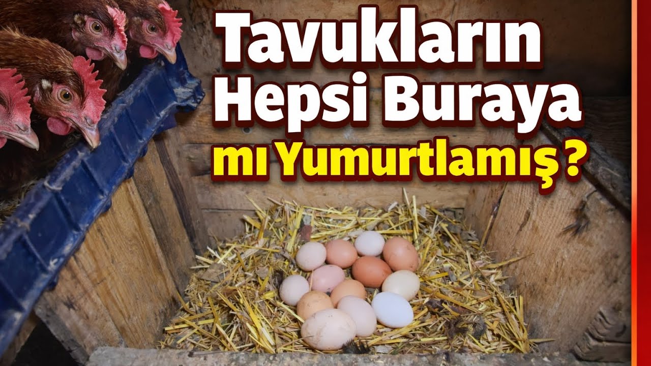 İKİ GÜNLÜK YUMURTALARI TOPLADIM..NE KADAR ÇOK YUMURTA VAR#yumurtatoplama #chicken #austrolop #tavuk 