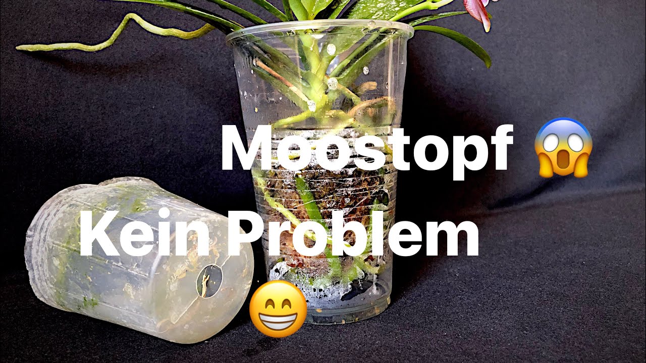Orchidee in reinem Sphagnum Moos gekauft?/ Keine Panik… es ist einfach 😉/ #repotting #easy #orchid