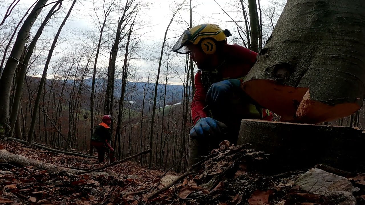 Robíme najhoršiu časť porastu.Do porastu na vozíku.Ťažba s lesnou lanovkou a LKT-MAN. Stihl 462