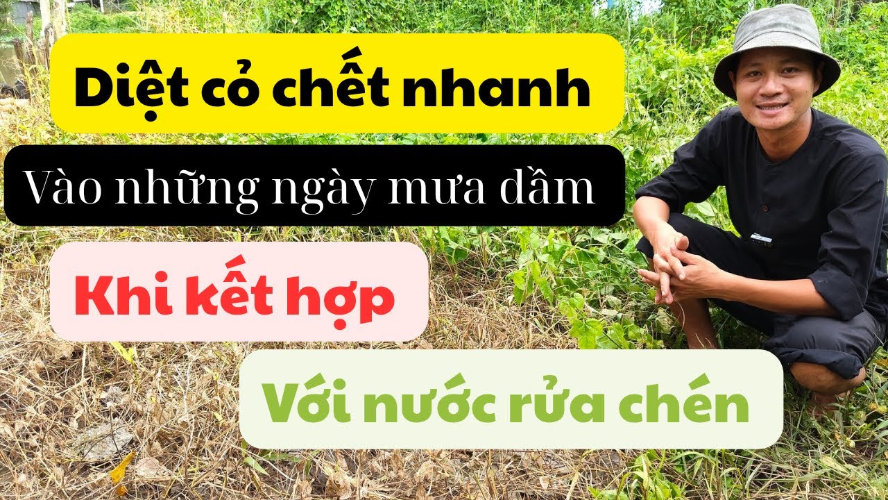 Cách diệt cỏ chết nhanh chỉ sau một ngày khi kết hợp với nước rửa chén
